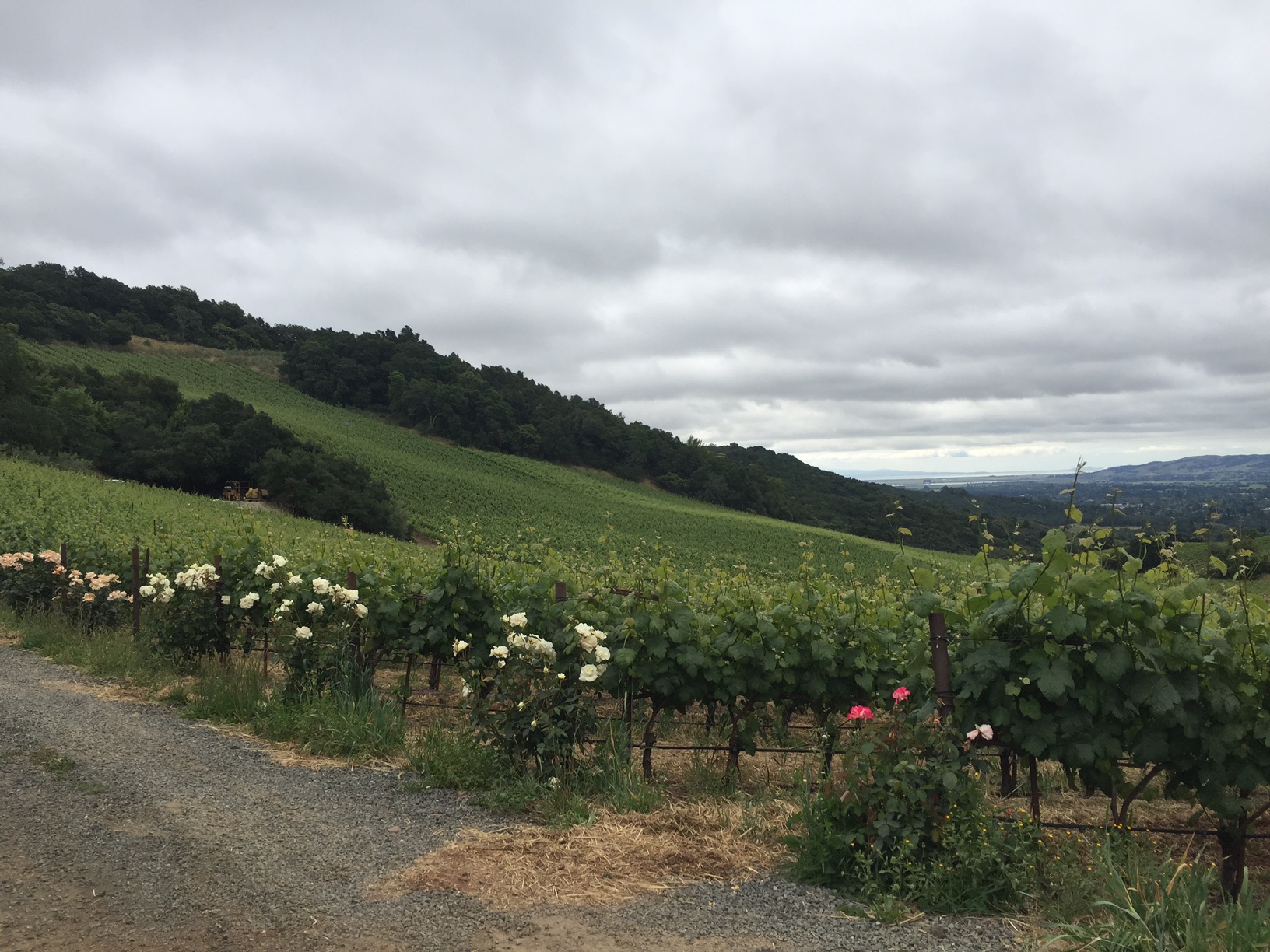 Tasting At B Wise Vineyards – Uncorking Sonoma